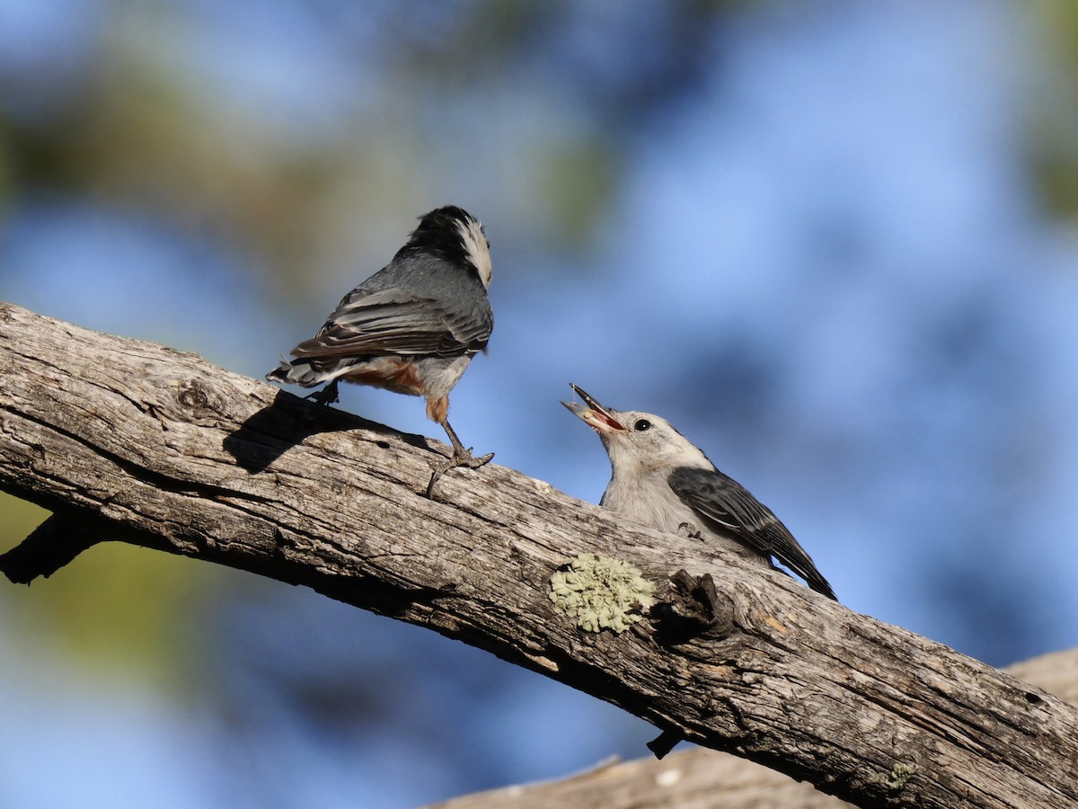 White-breasted Nuthatch - ML620497120