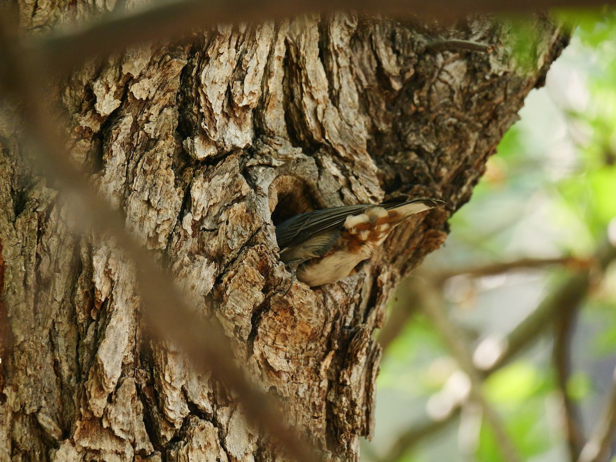 White-breasted Nuthatch - ML620497121