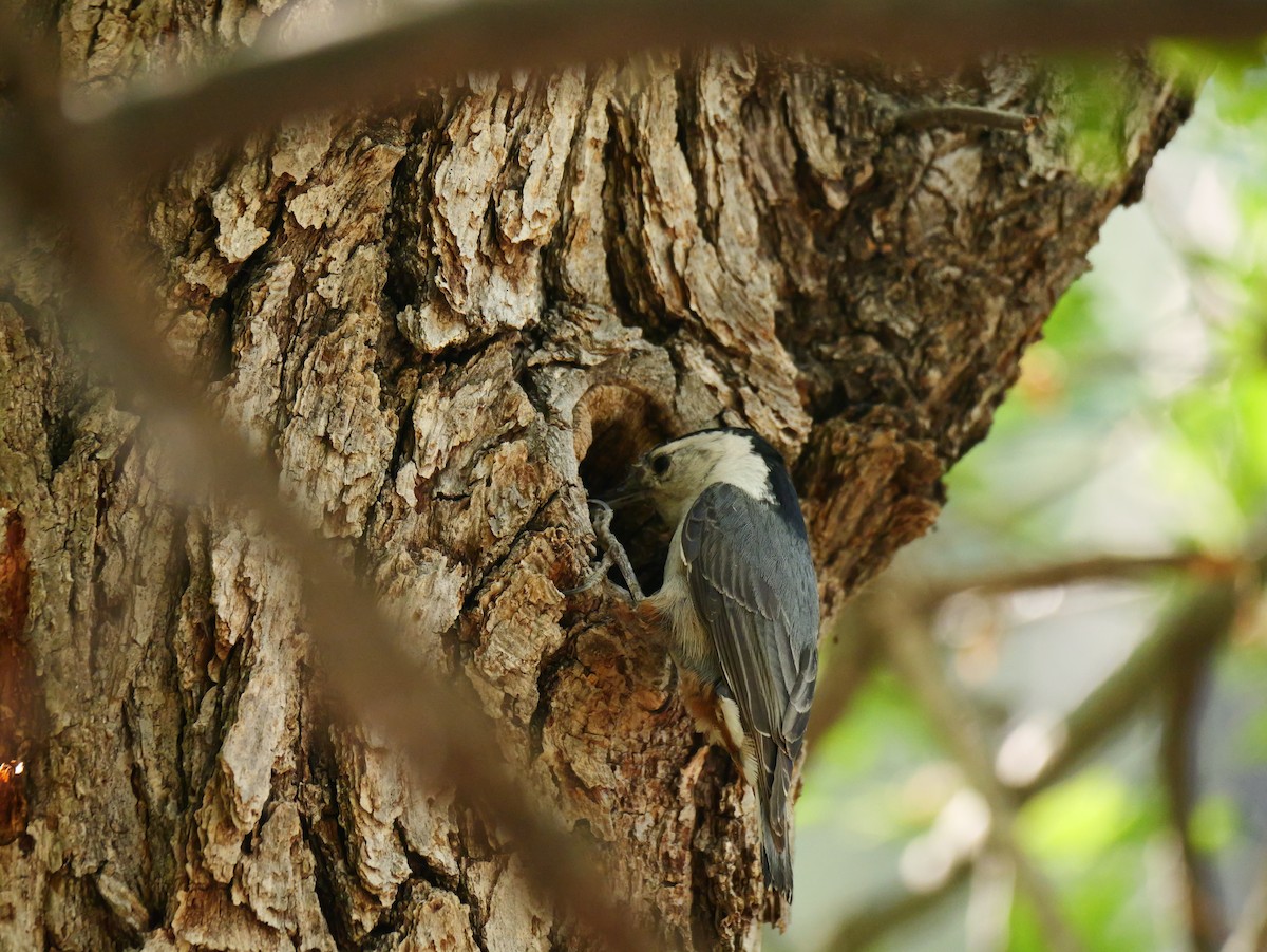White-breasted Nuthatch - ML620497122