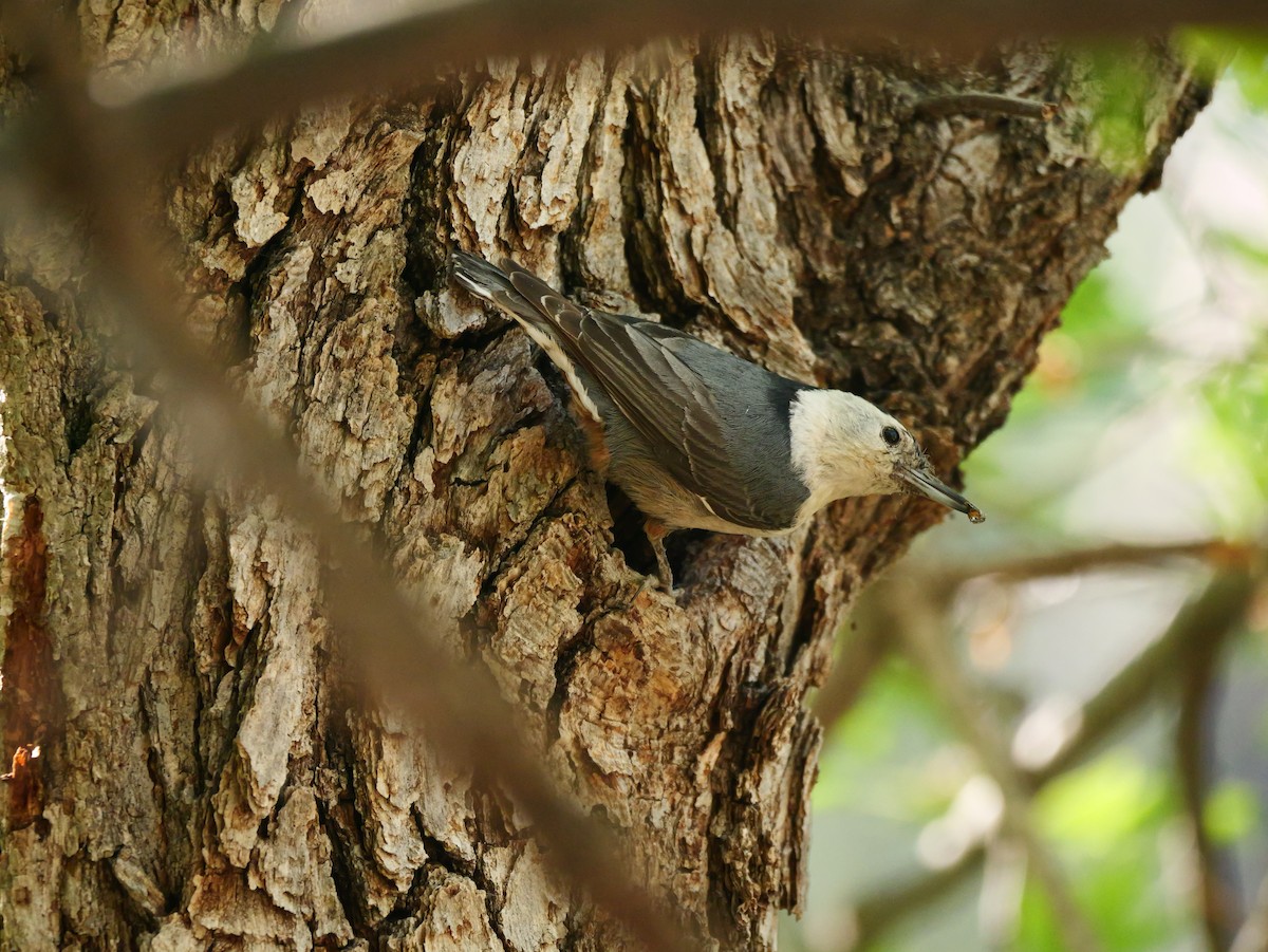 White-breasted Nuthatch - Brett Hartl