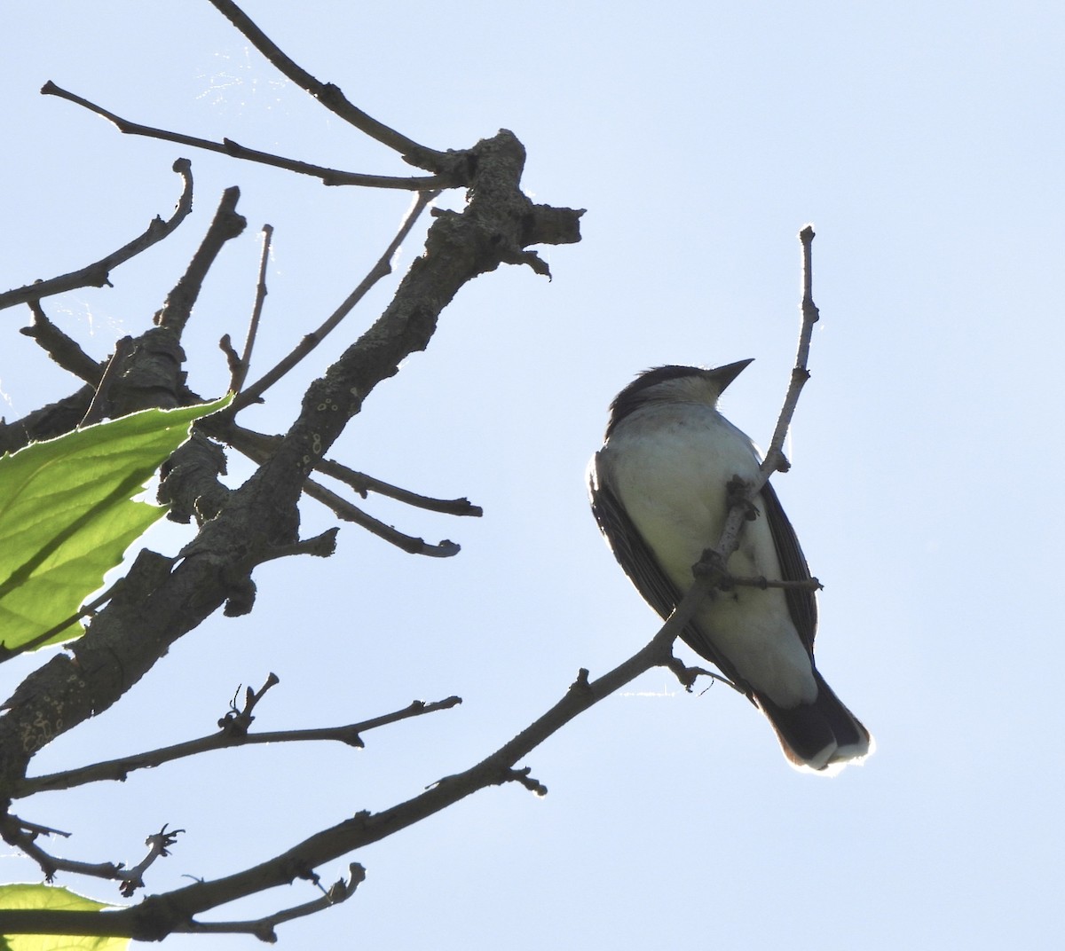 Eastern Kingbird - ML620497125