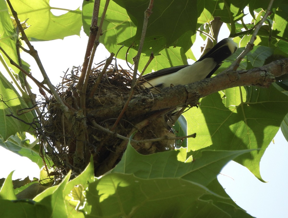 Eastern Kingbird - ML620497126