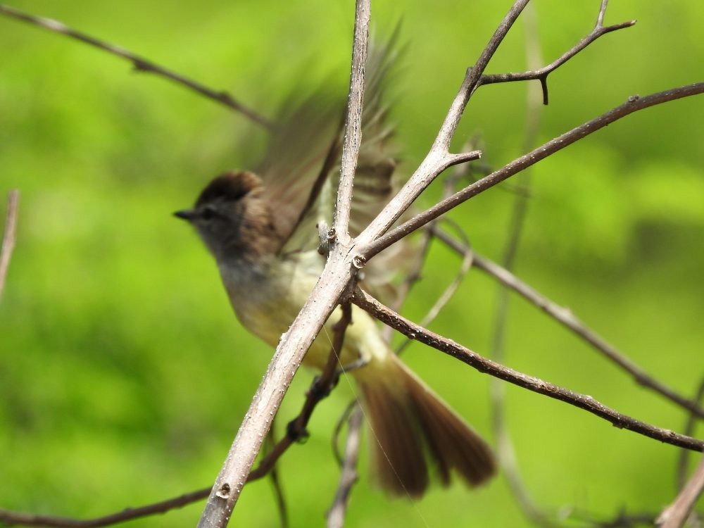 Northern Scrub-Flycatcher - ML620497131