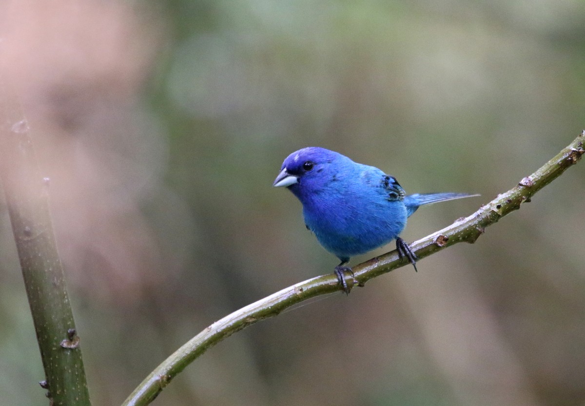 Indigo Bunting - ML620497135