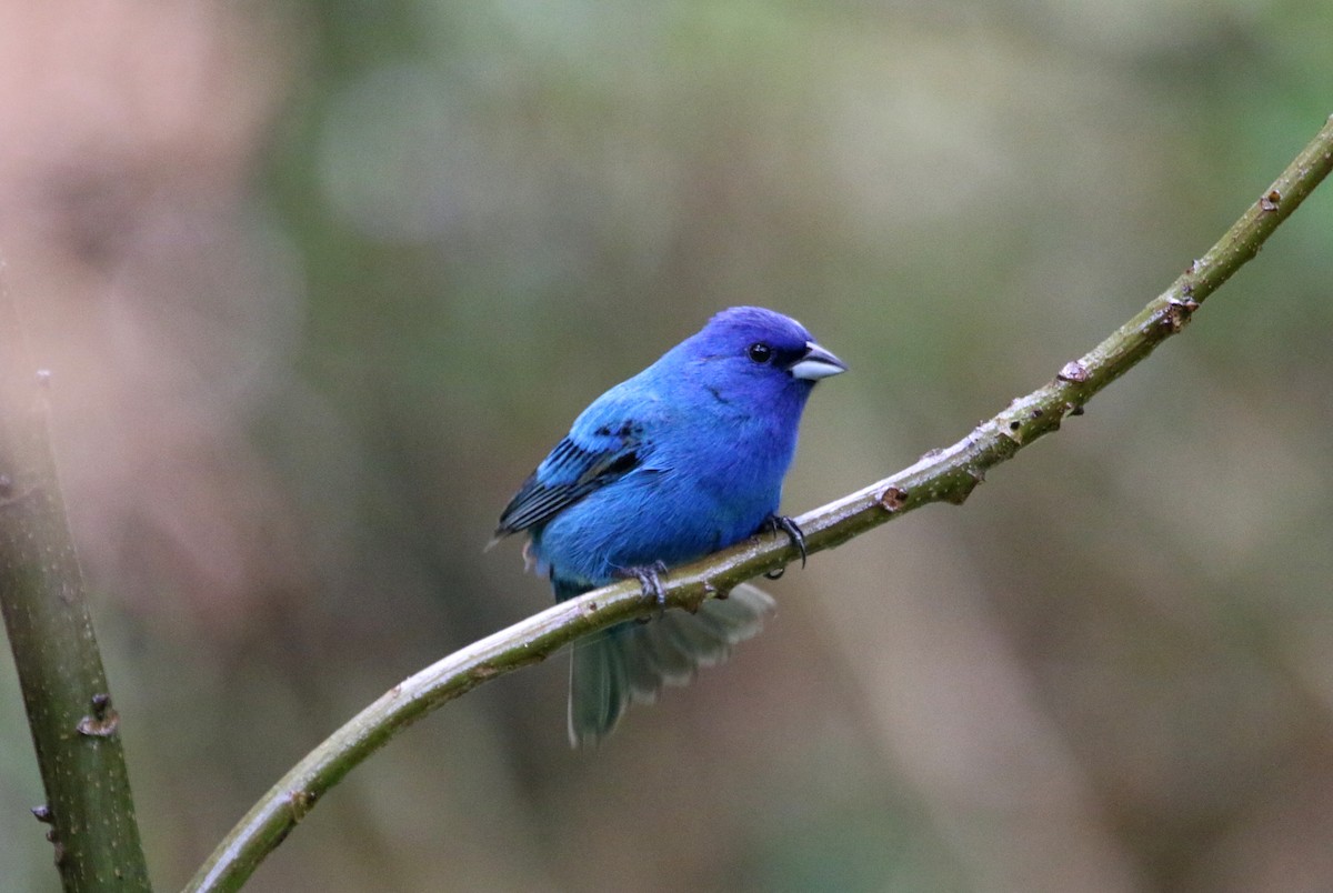 Indigo Bunting - ML620497137