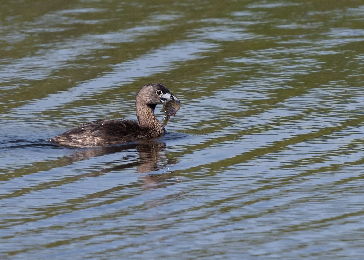 Pied-billed Grebe - ML620497138