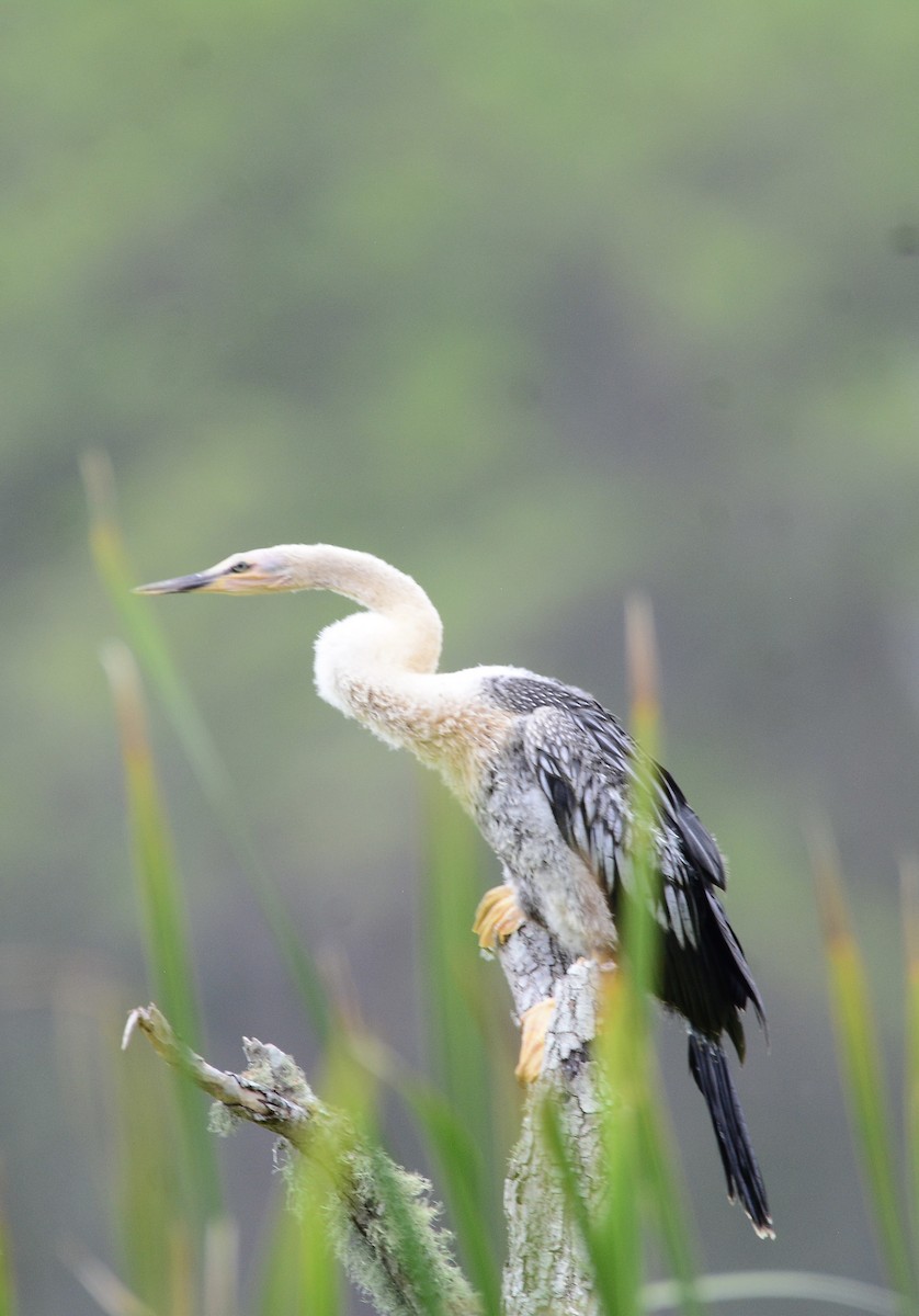 Anhinga Americana - ML620497144