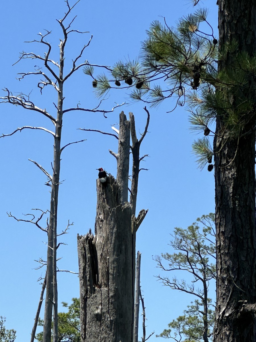 Red-headed Woodpecker - ML620497148