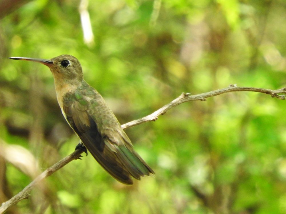 kolibřík rusoprsý - ML620497153
