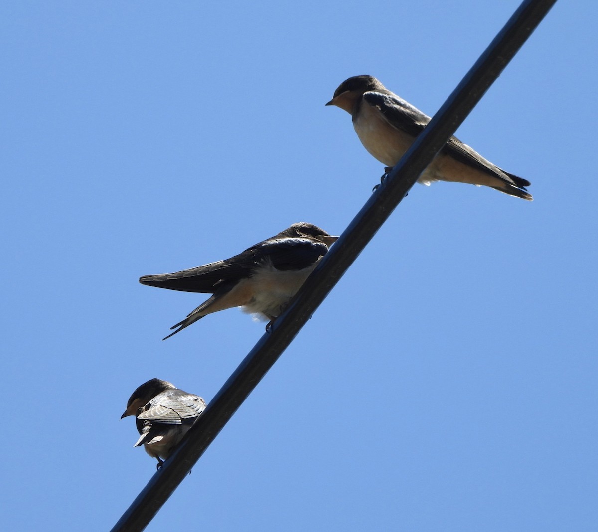 Barn Swallow - ML620497156