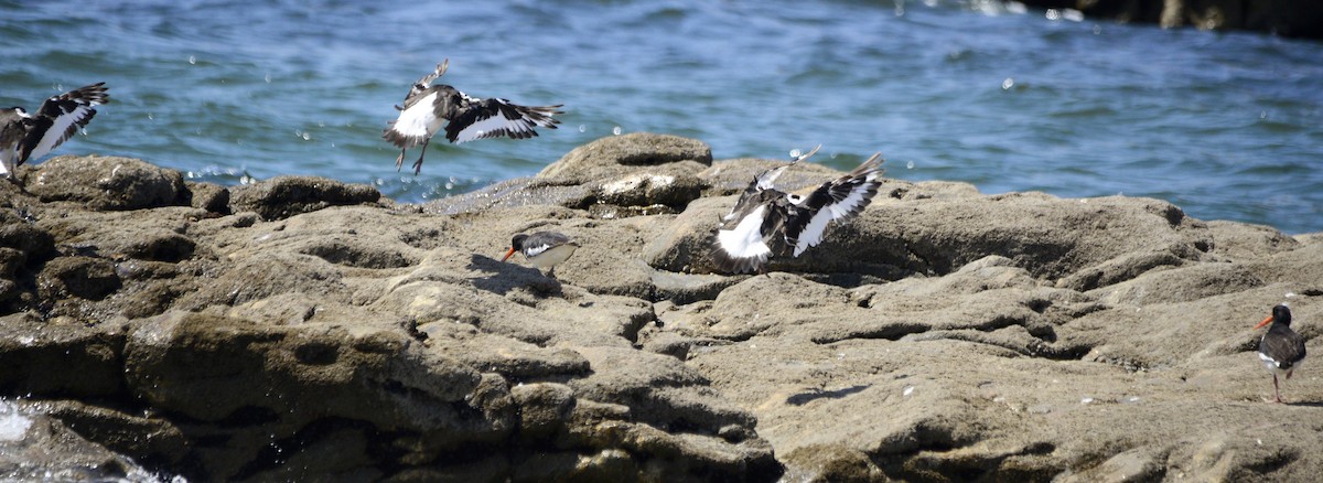 Eurasian Oystercatcher - ML620497161