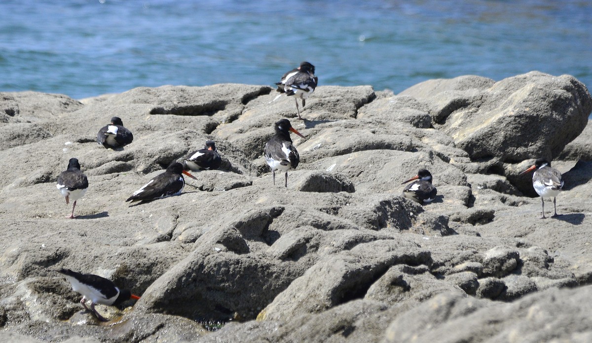 Eurasian Oystercatcher - ML620497163