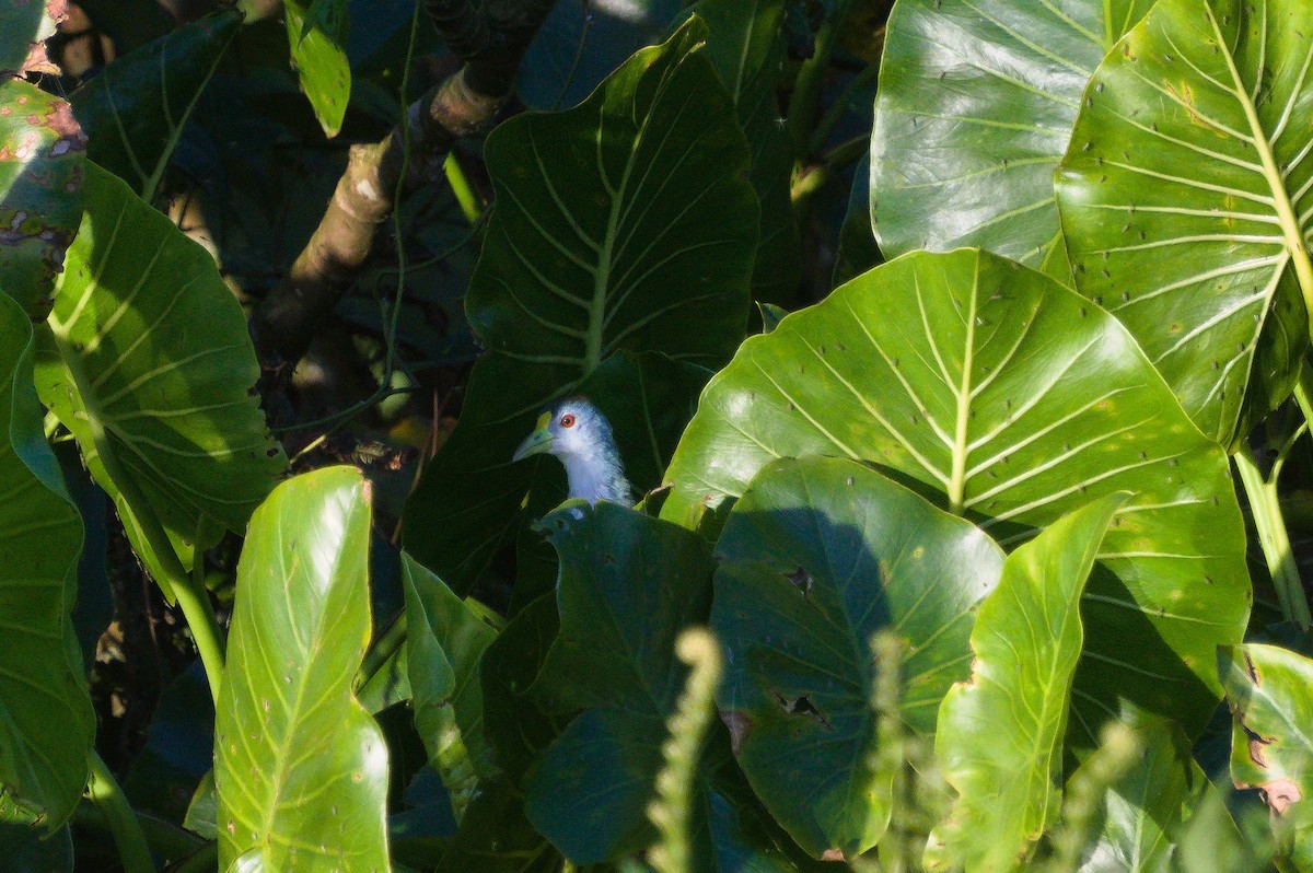 Azure Gallinule - ML620497166