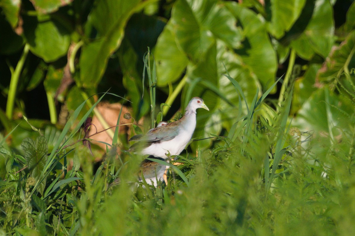 Azure Gallinule - ML620497168