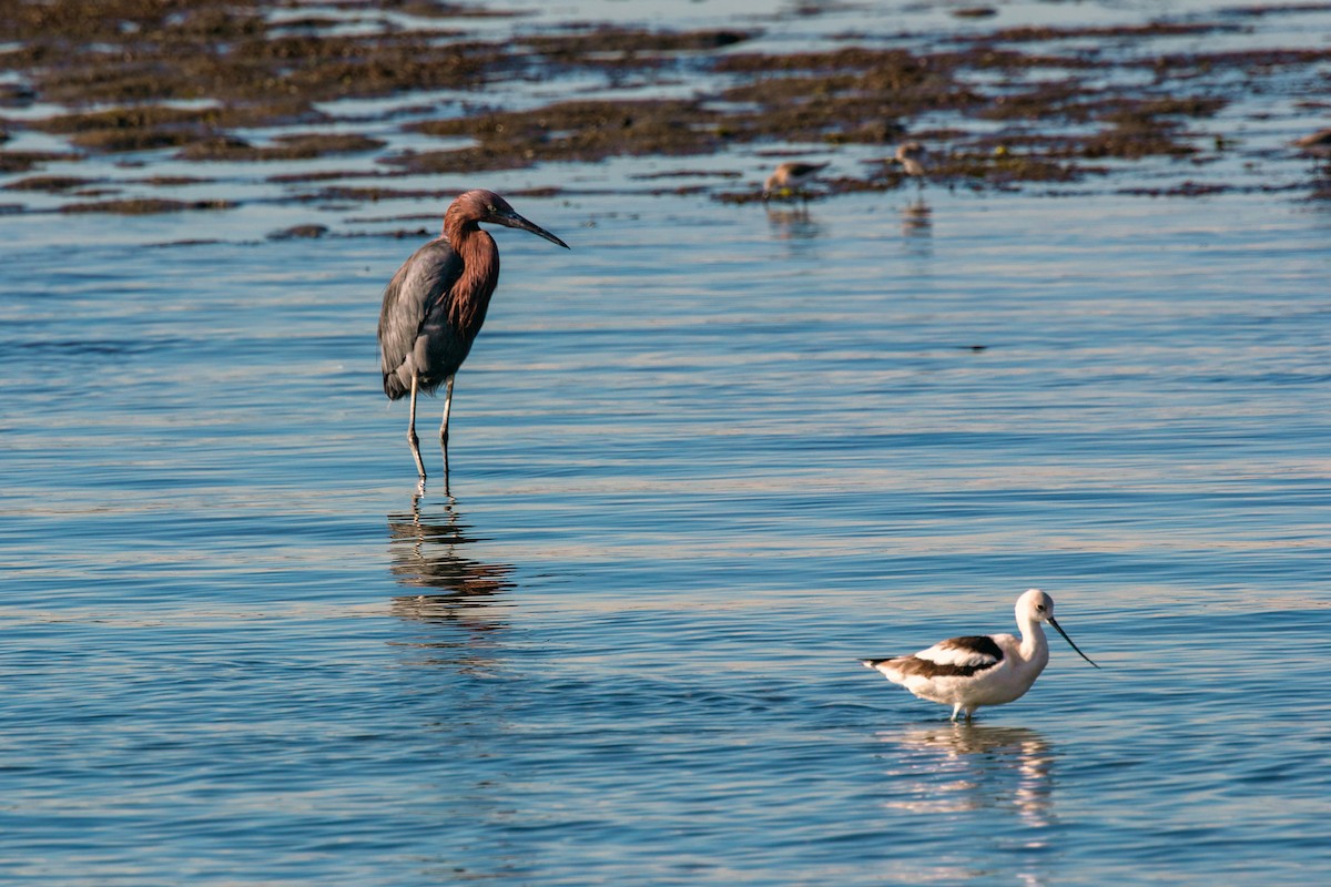 Reddish Egret - ML620497170