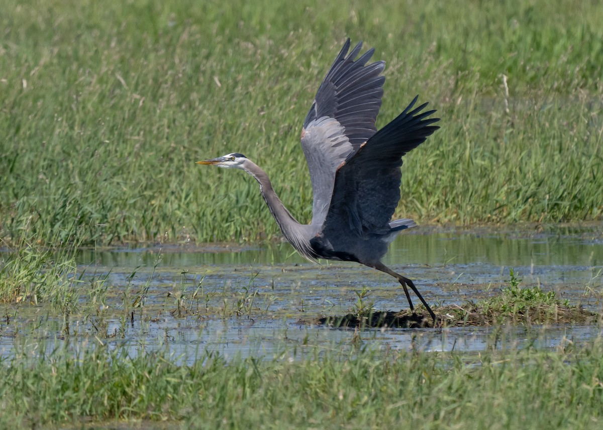 Great Blue Heron - Sheila and Ed Bremer