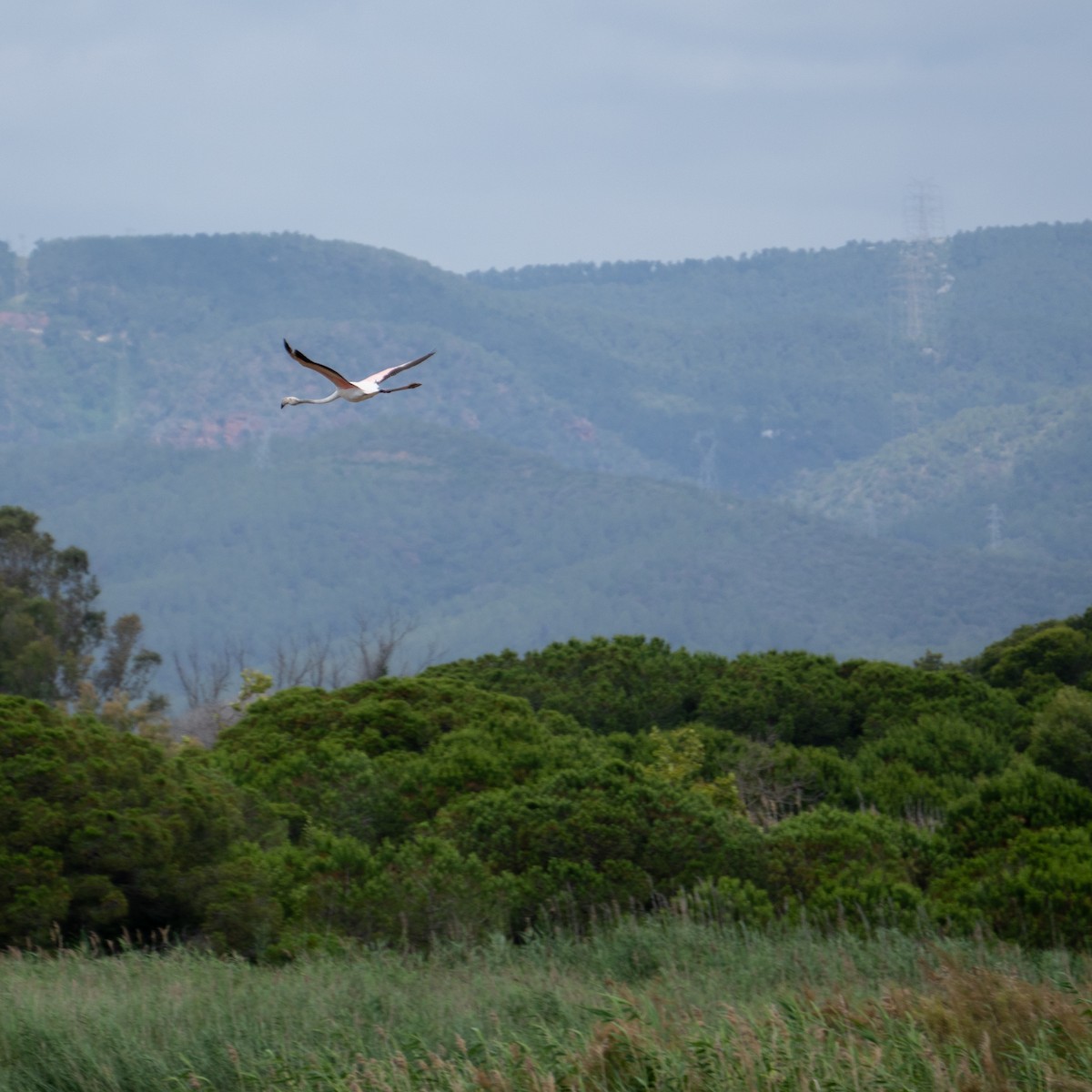 Greater Flamingo - ML620497173