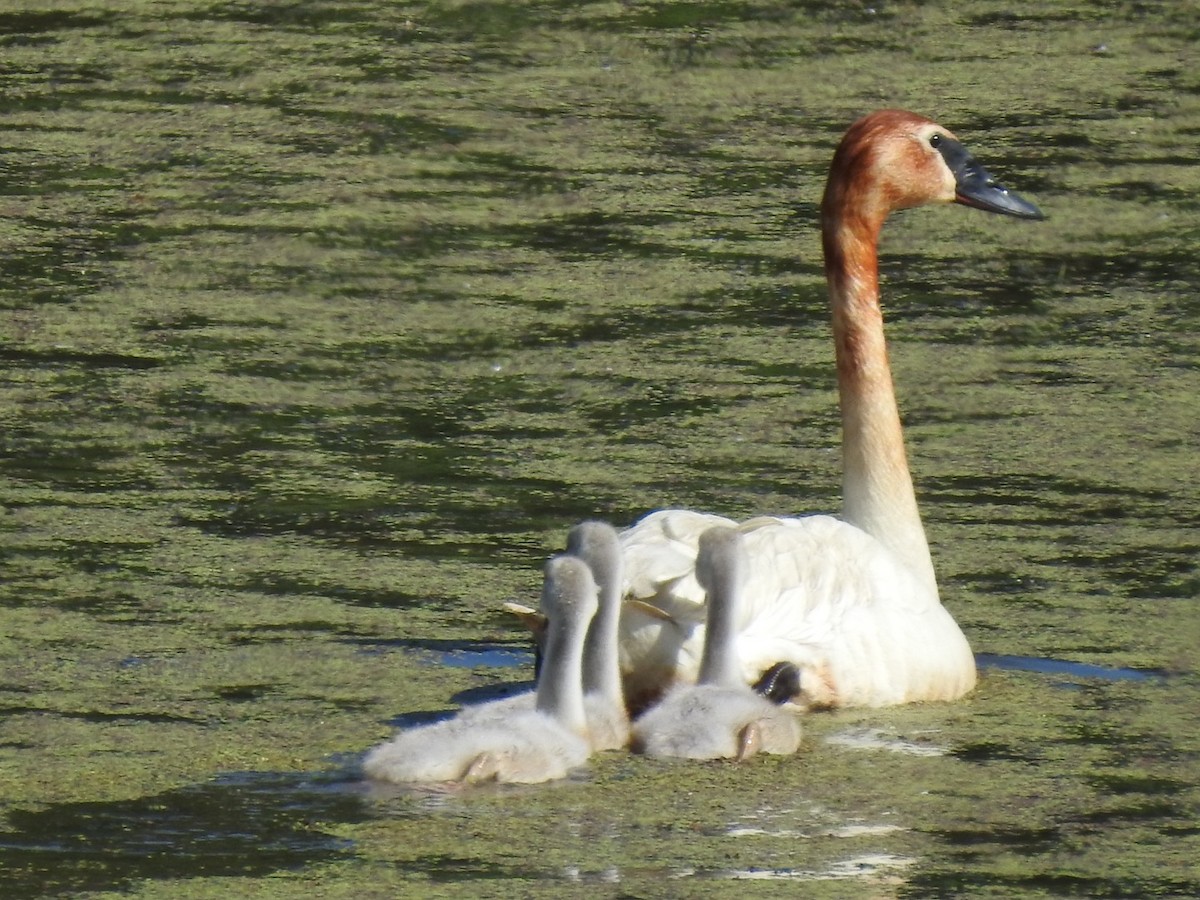 Trumpeter Swan - Betsy MacMillan