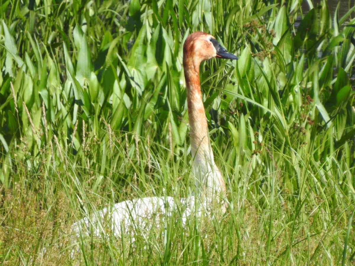 Trumpeter Swan - ML620497177