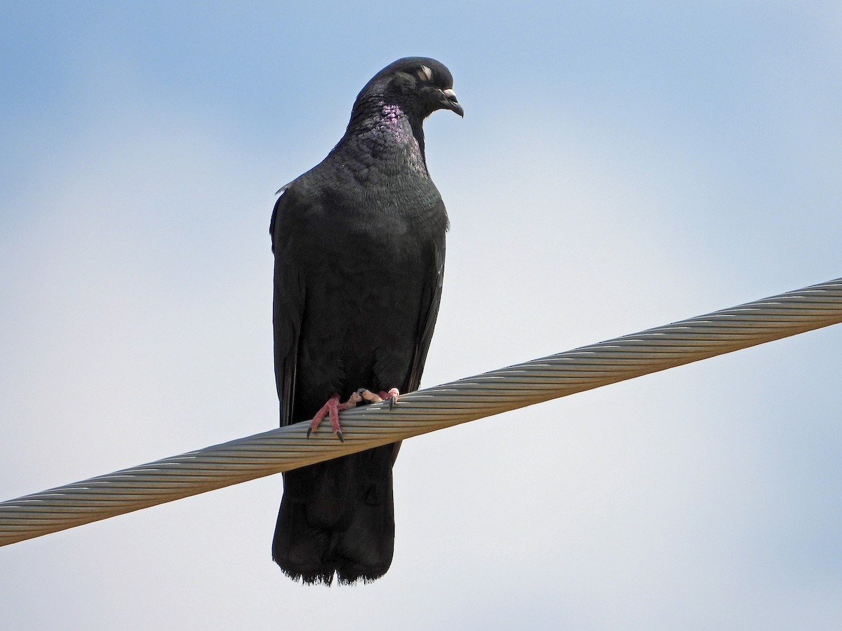 Rock Pigeon (Feral Pigeon) - ML620497180