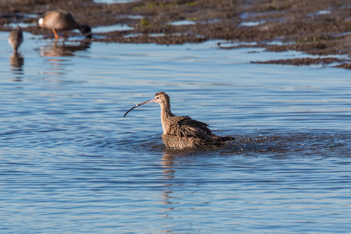 Long-billed Curlew - ML620497188