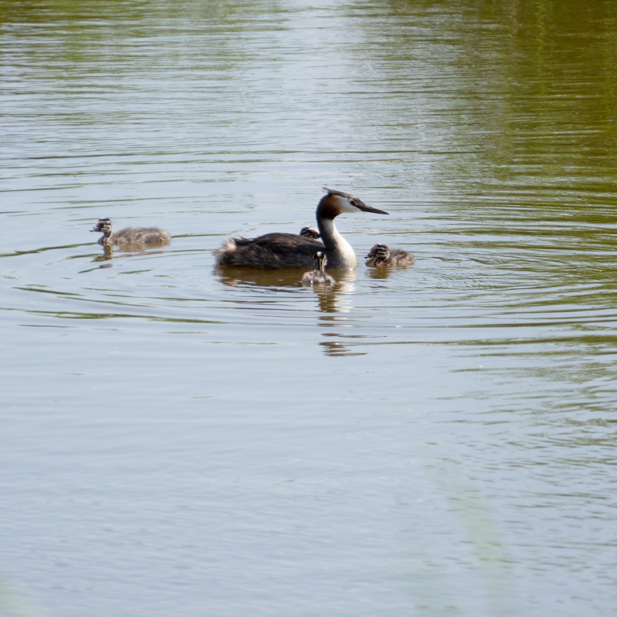 Great Crested Grebe - ML620497189