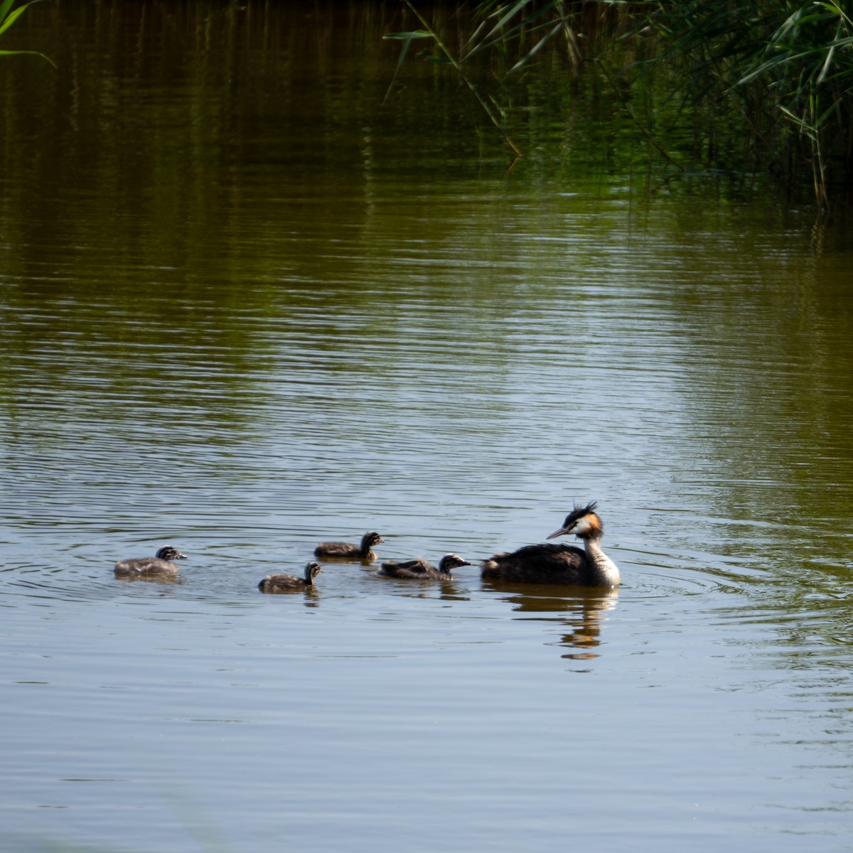 Great Crested Grebe - ML620497190