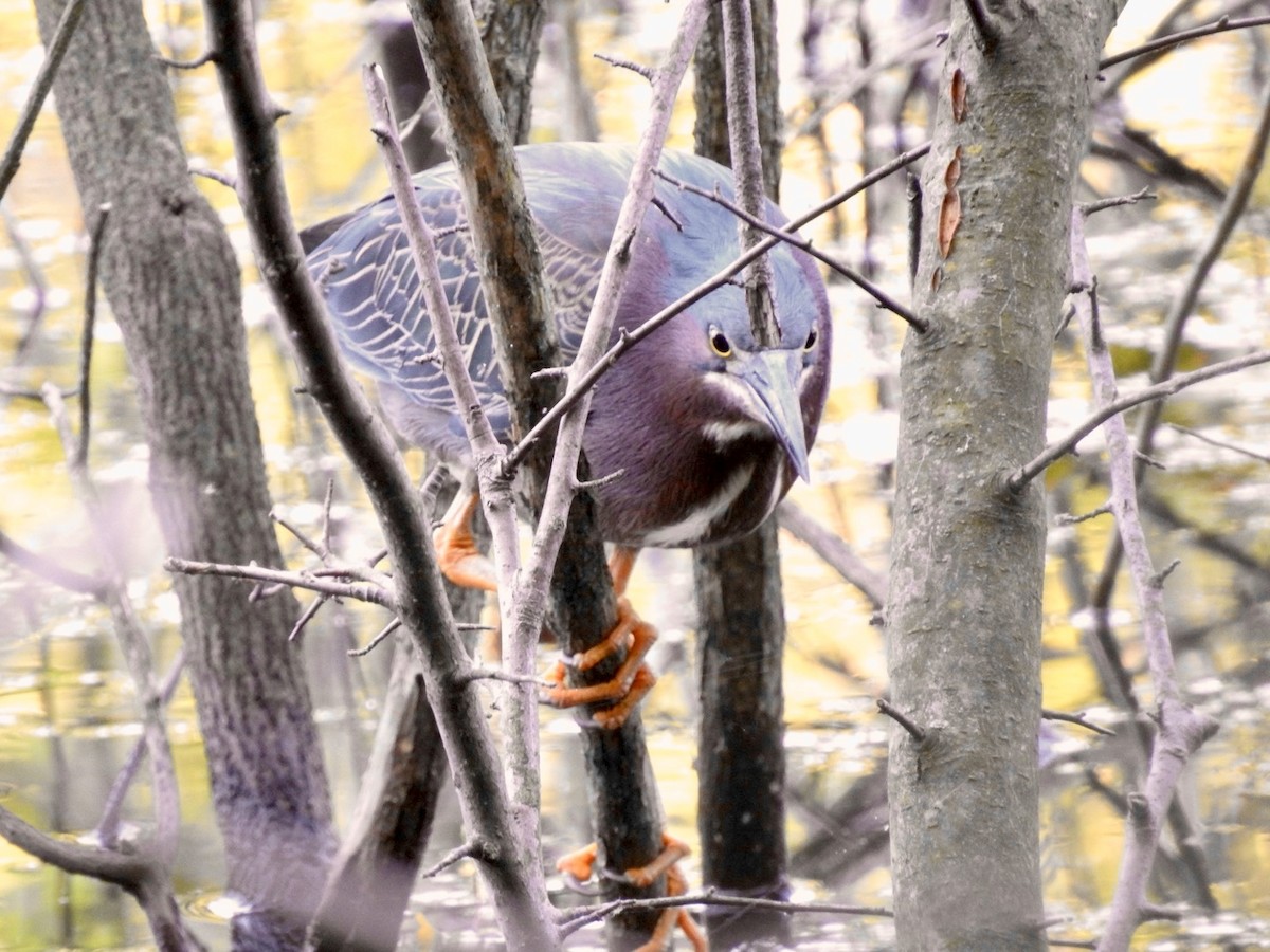 Green Heron - ML620497193