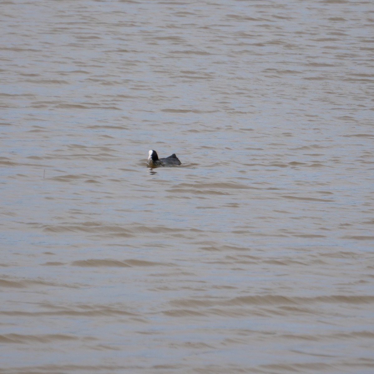 Eurasian Coot - ML620497194