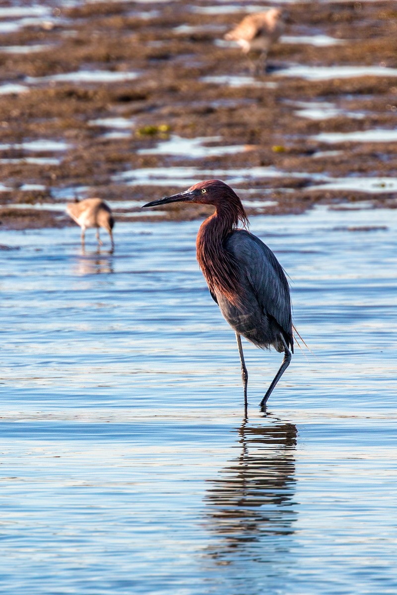 Reddish Egret - ML620497195