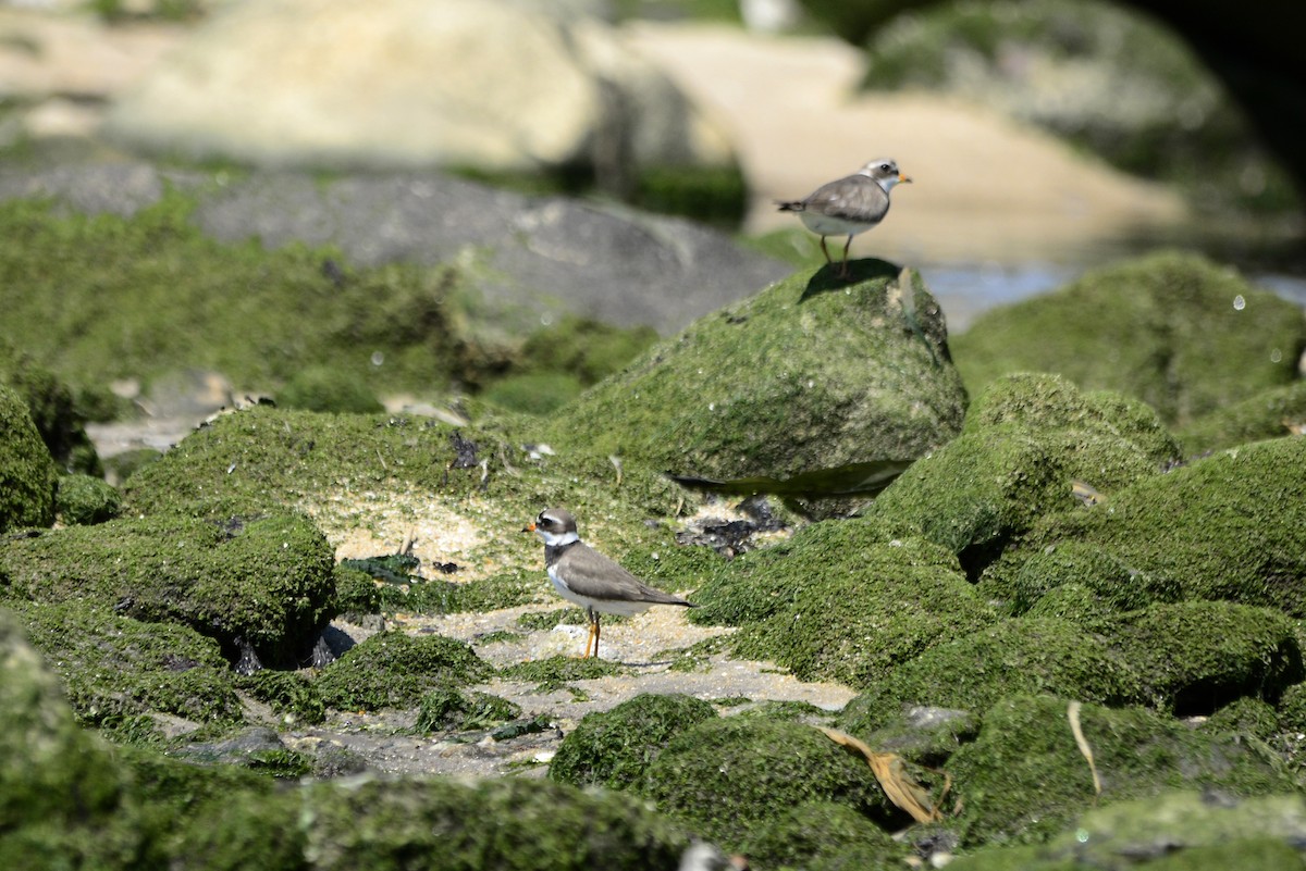 Common Ringed Plover - Rui Ferreira