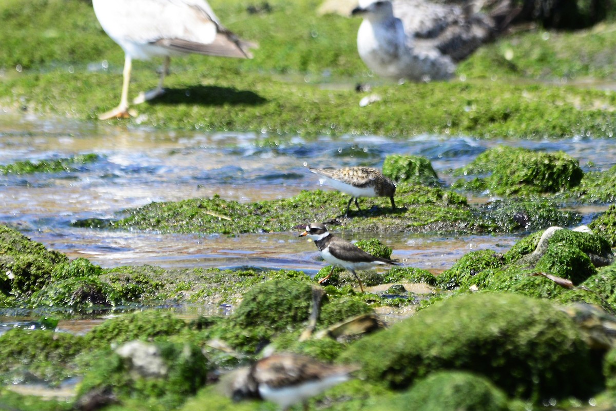 Common Ringed Plover - ML620497198