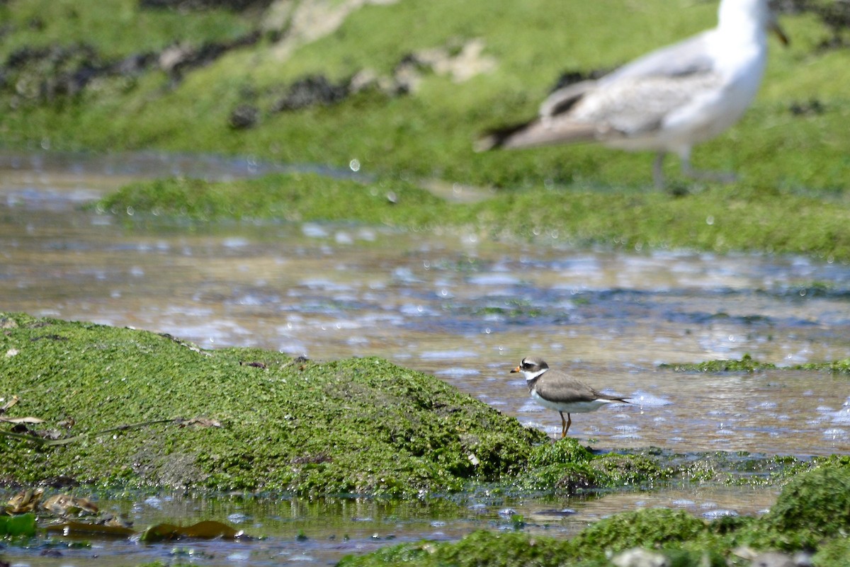 Common Ringed Plover - ML620497199