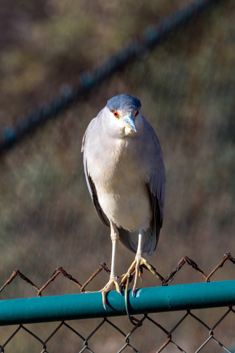 Black-crowned Night Heron - ML620497202