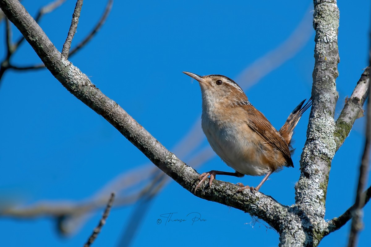 Marsh Wren - ML620497204