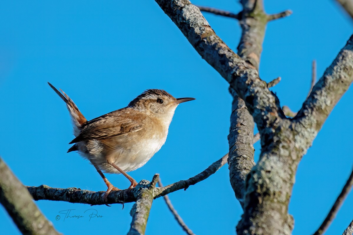 Marsh Wren - ML620497205