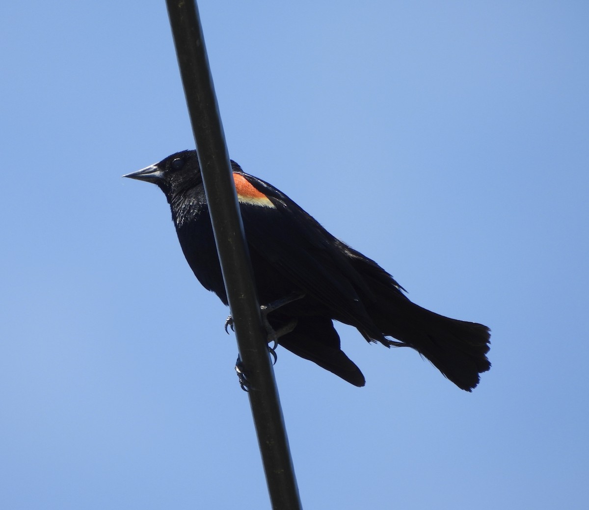 Red-winged Blackbird - ML620497206