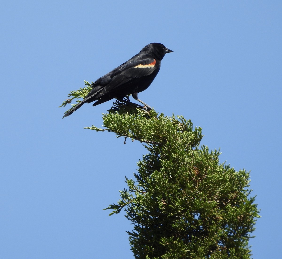 Red-winged Blackbird - ML620497207