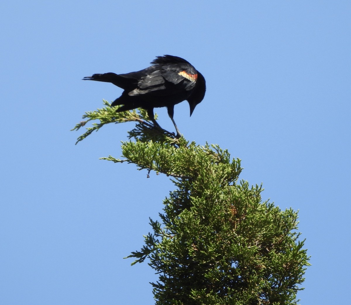 Red-winged Blackbird - ML620497208