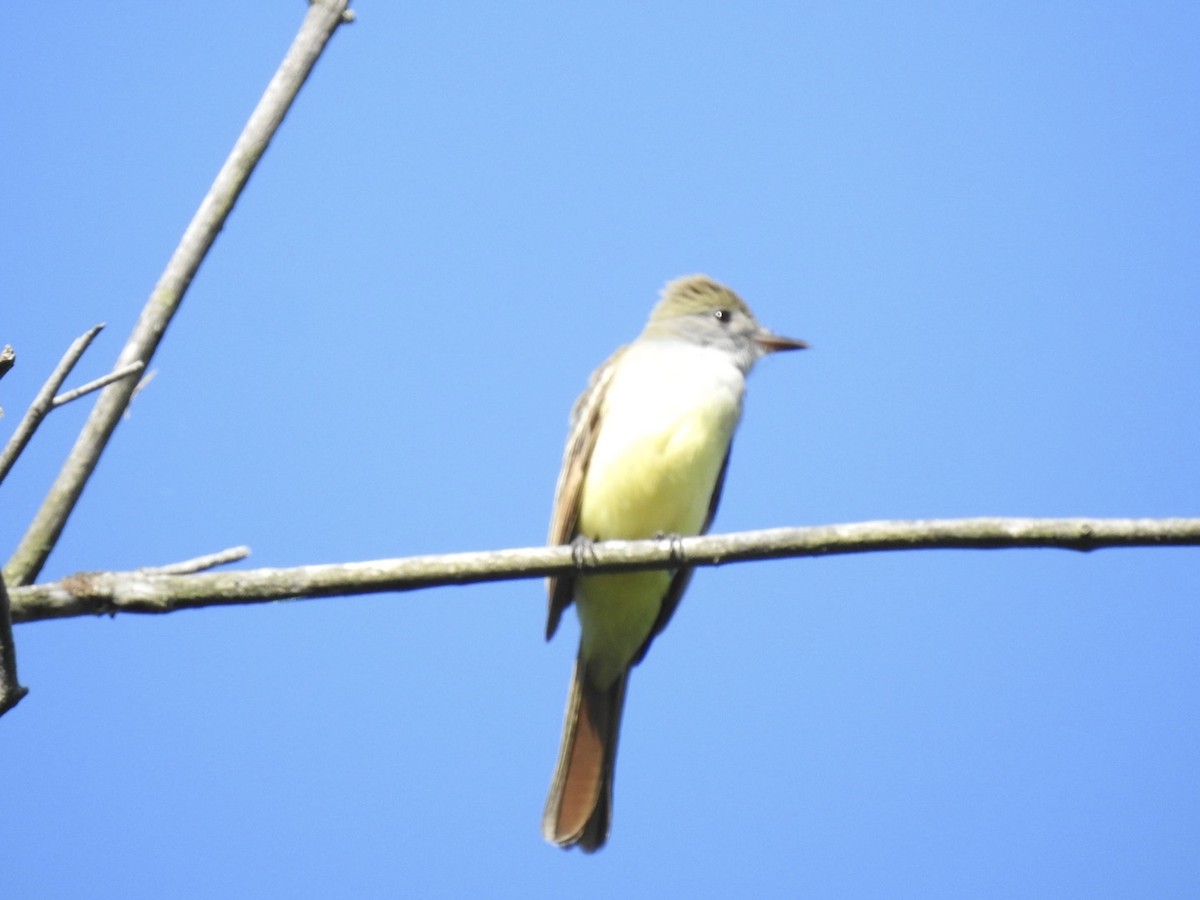 Great Crested Flycatcher - ML620497212