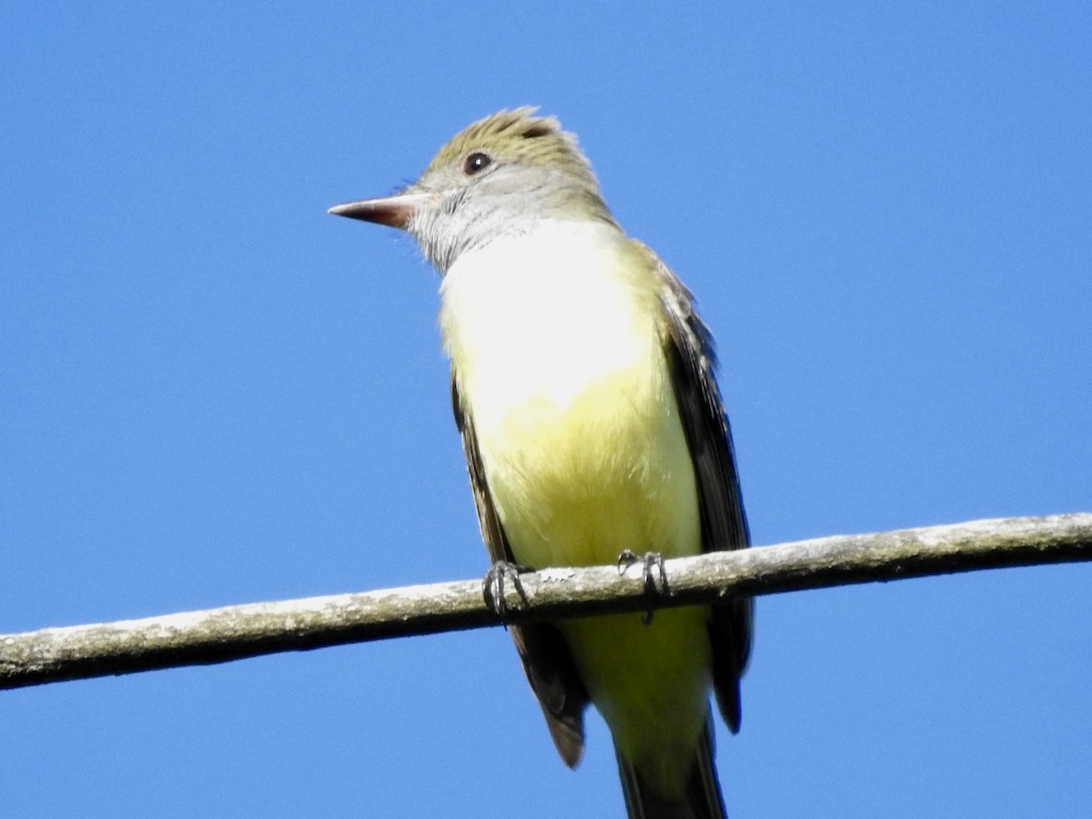 Great Crested Flycatcher - ML620497214