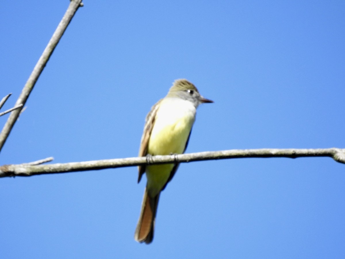 Great Crested Flycatcher - ML620497215