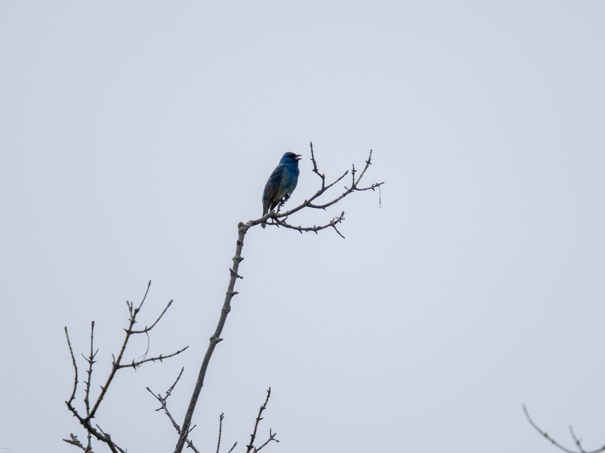 Indigo Bunting - David Howe & Rosanne Dawson