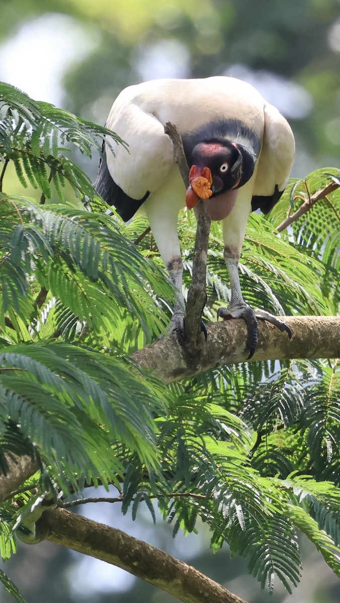 King Vulture - ML620497231