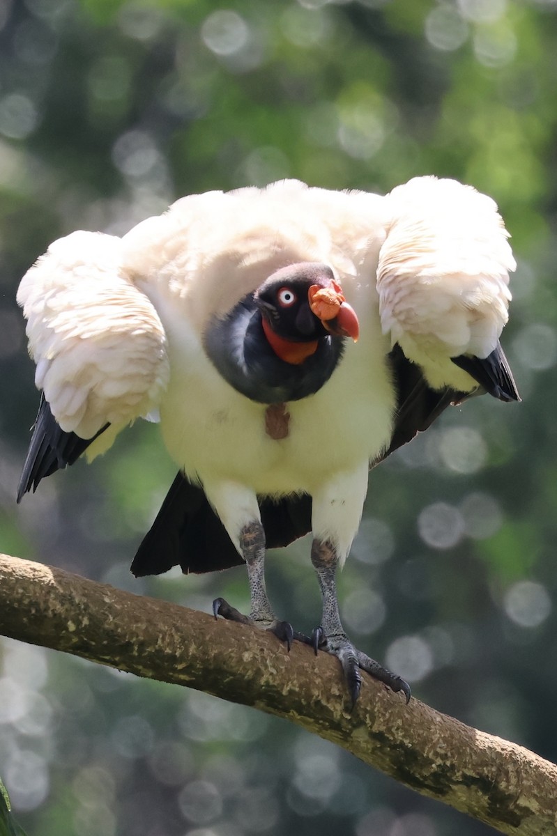 King Vulture - ML620497235