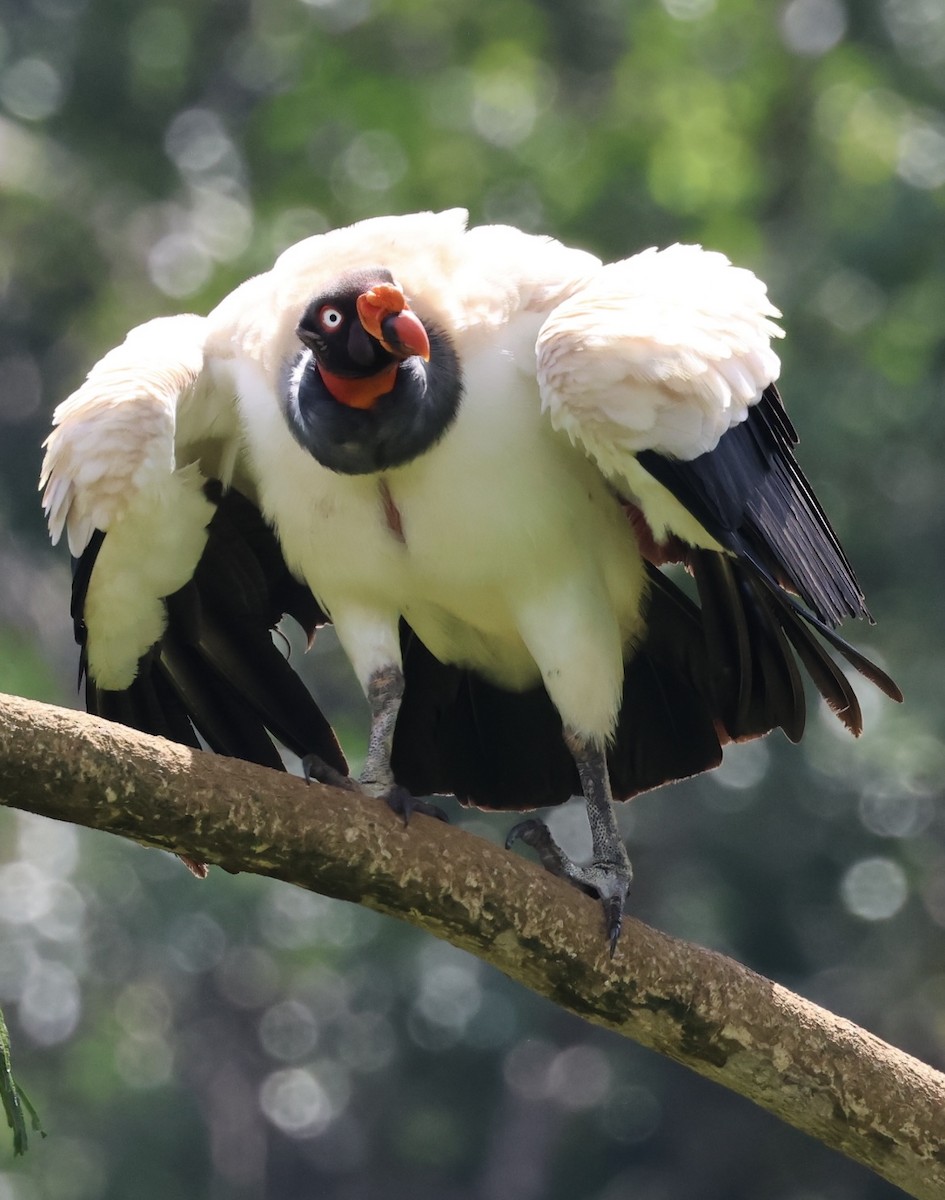 King Vulture - ML620497236