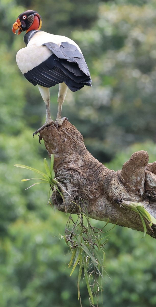 King Vulture - ML620497238