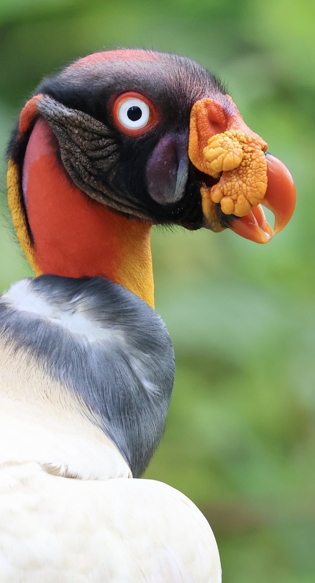 King Vulture - ML620497239