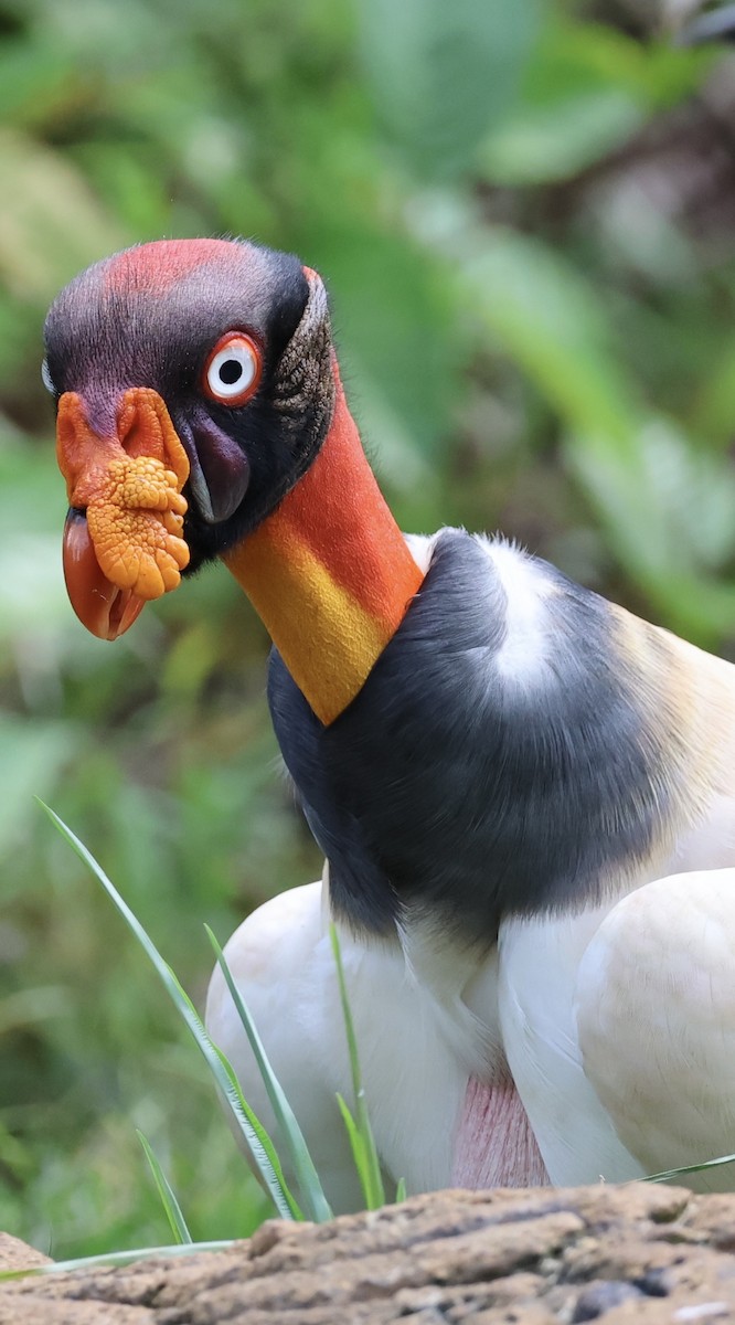 King Vulture - ML620497241