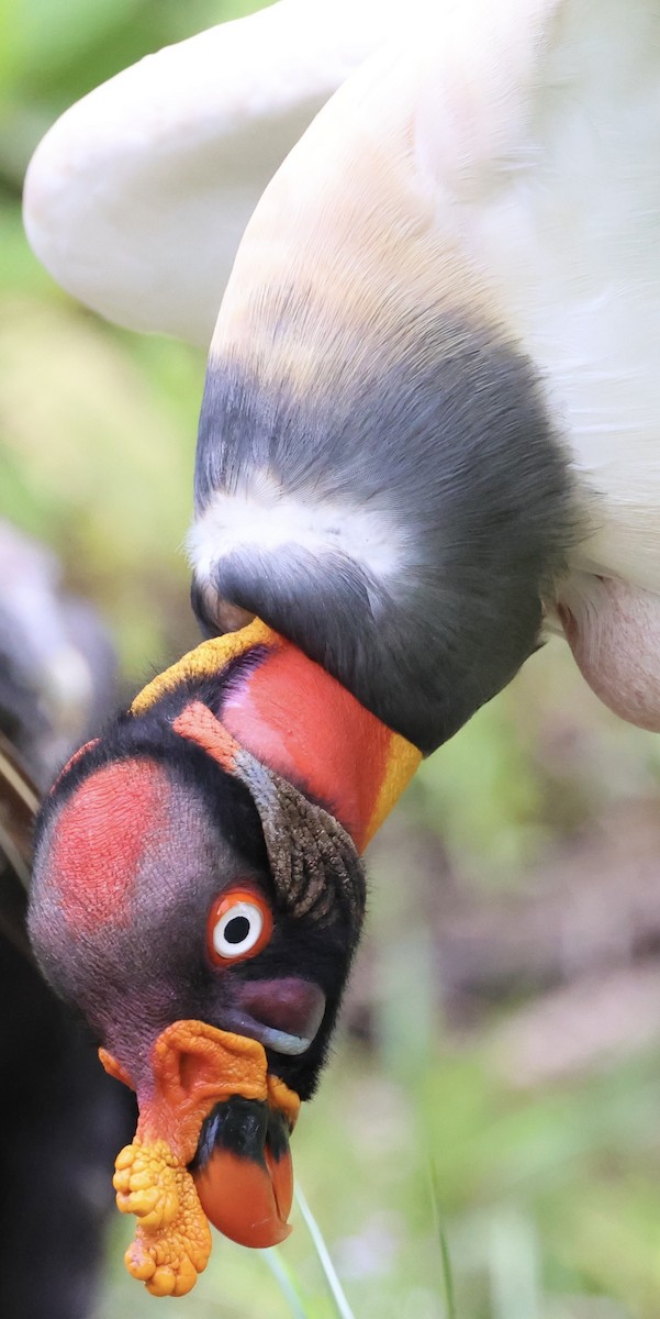 King Vulture - ML620497242